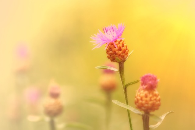 矢车菊 复合材料 菊科 - 上的免费照片