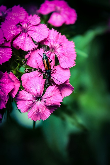 花朵 花卉 自然 - 上的免费照片