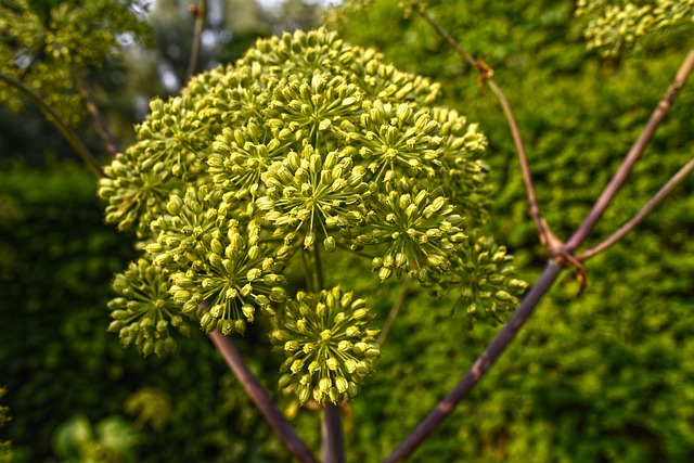 花园Angelica 野生芹菜 植物 - 上的免费照片