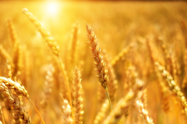 小麦 玉米地 日落 - 上的免费照片