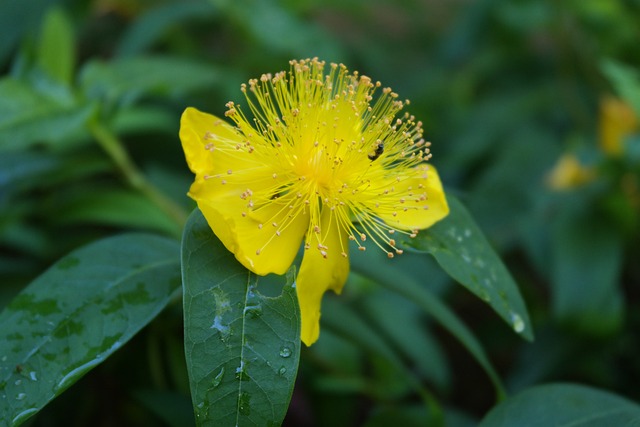 St John 麦汁 草本植物 药品 - 上的免费照片