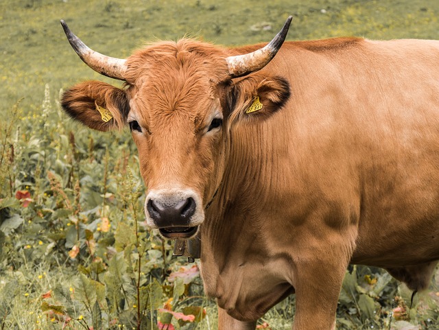 牛肉 家畜 农业 - 上的免费照片