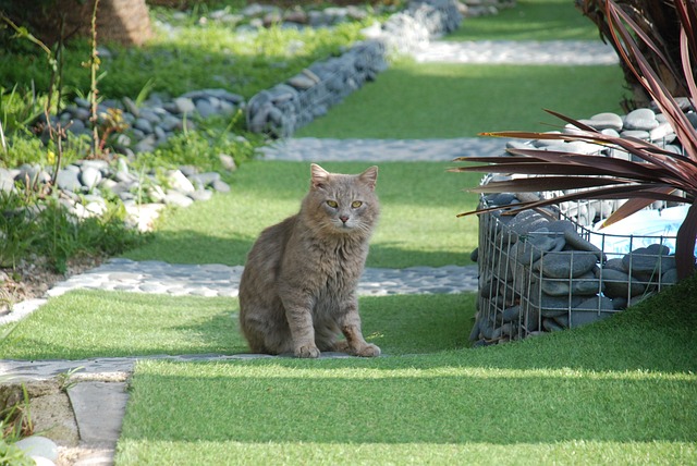 猫 密封件 夏天 - 上的免费照片