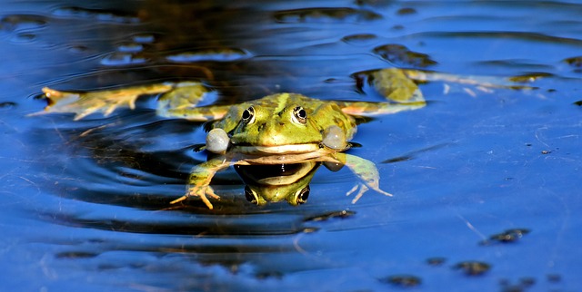青蛙 动物 池塘 - 上的免费照片