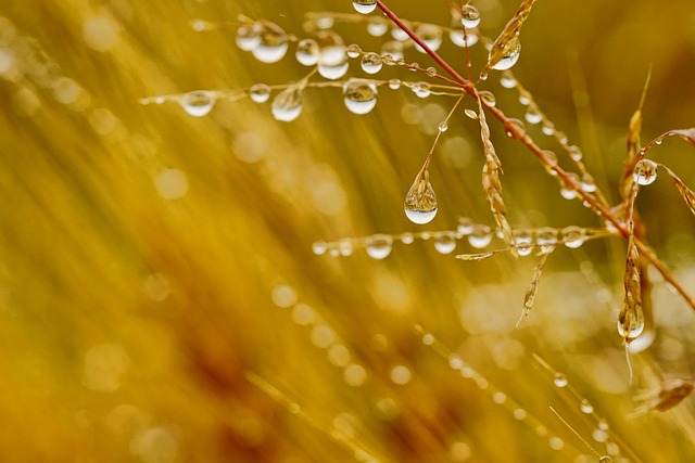 自然 谷物 雨滴 - 上的免费照片