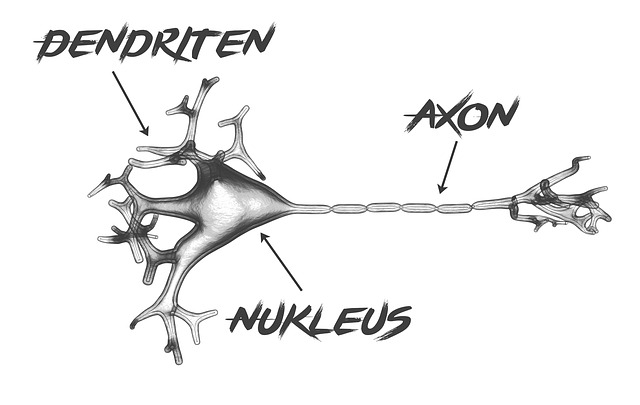 神经细胞 生物学 树突 - 上的免费图片