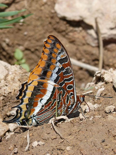 蝴蝶 Charaxes Jasius 蝴蝶在草莓树 - 上的免费照片