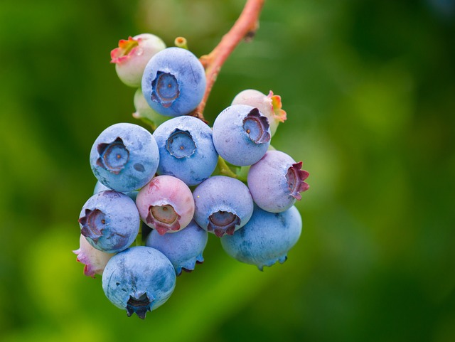 蓝莓 水果 生长 - 上的免费照片