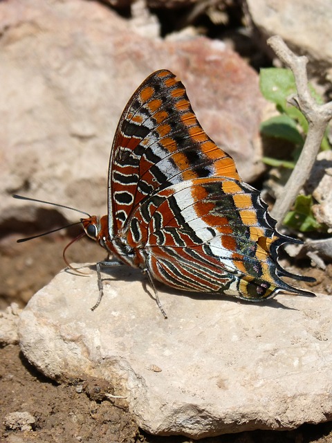 蝴蝶 Charaxes Jasius 蝴蝶在草莓树 - 上的免费照片