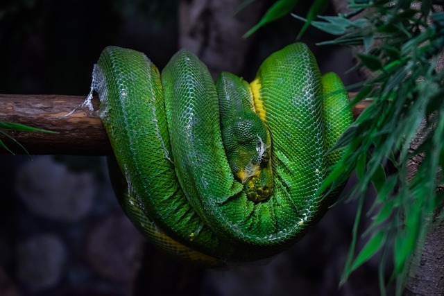 绿树蟒 蛇 动物 - 上的免费照片
