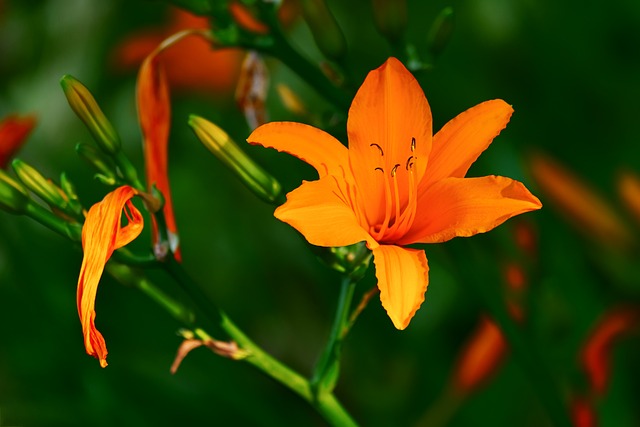 百合 花 橙色百合 - 上的免费照片