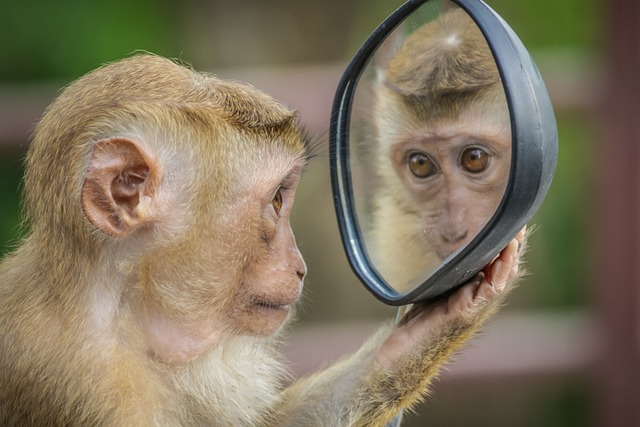 猴 镜子 盯 - 上的免费照片