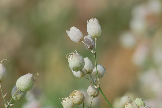 自然 Silene 植物 - 上的免费照片