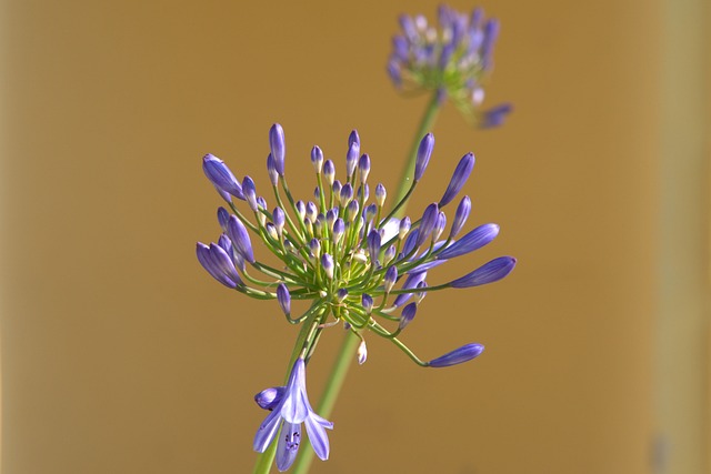 尼罗河百合 花 Agapanthus - 上的免费照片