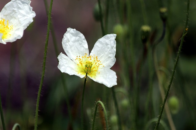 马克 花卉 白色的罂粟花 - 上的免费照片