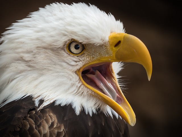 鹰 白尾鹰 猛禽 - 上的免费照片