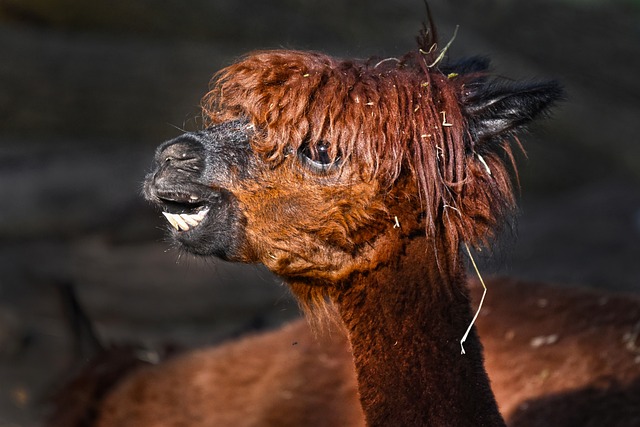 羊驼 动物 哺乳动物 - 上的免费照片