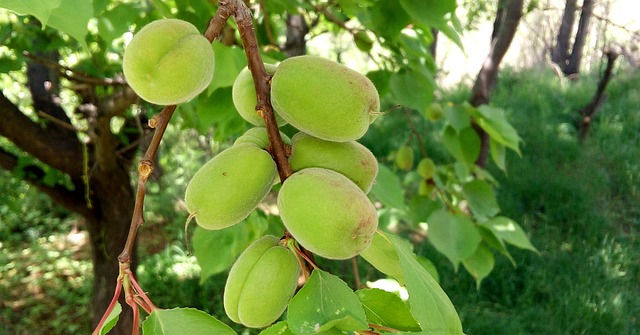 Apricot Green Fruit - 上的免费照片