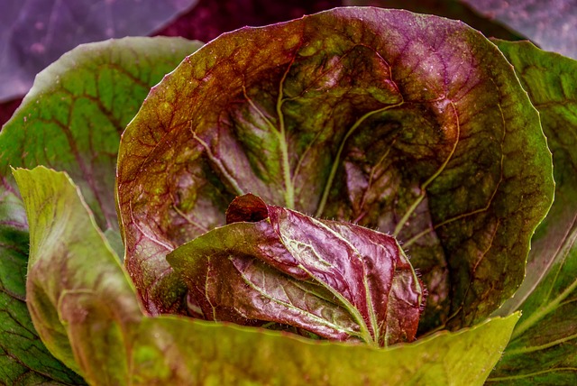 卷心菜 新鲜的 绿叶蔬菜 - 上的免费照片