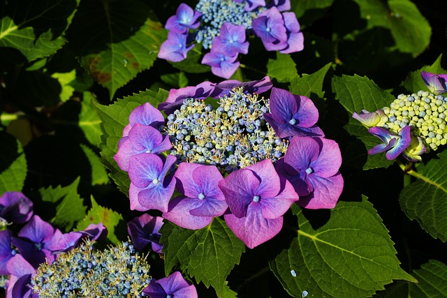 绣球花 花朵 紫色的绣球花 - 上的免费照片