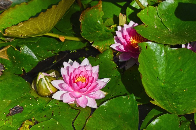 睡莲 花朵 池塘 - 上的免费照片