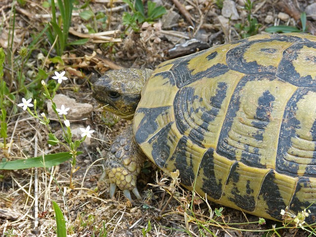 地中海陆龟 Montsant 天然公园 受保护的物种 - 上的免费照片