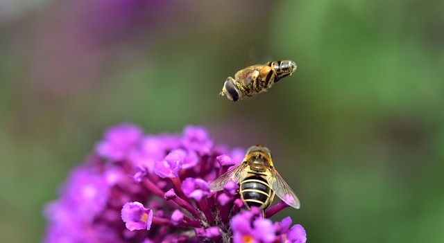 中楔形，发现悬停飞 Eristalis Interrupta 悬停飞 - 上的免费照片