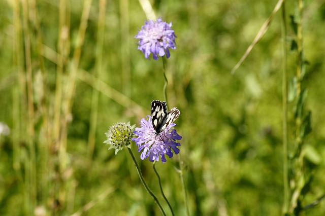 蝴蝶 棋盘 黑斑病 - 上的免费照片
