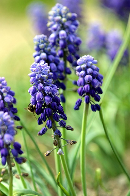 葫芦鼠 穆斯卡里 Muscari - 上的免费照片