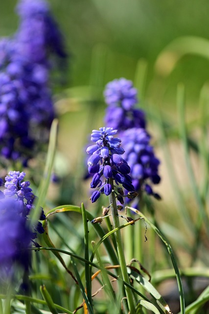 葫芦鼠 穆斯卡里 Muscari - 上的免费照片