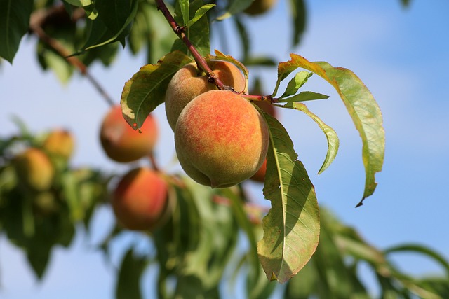 桃子 水果 夏天 - 上的免费照片