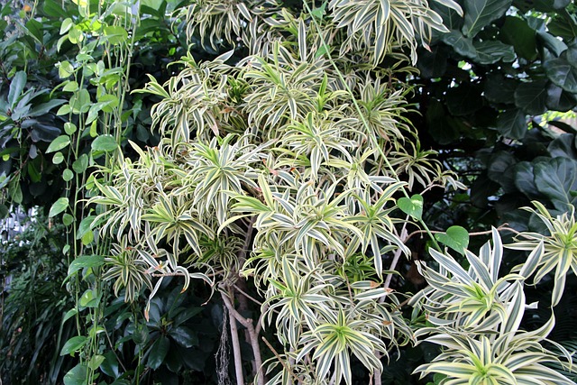 吊兰 植物 室内植物 - 上的免费照片