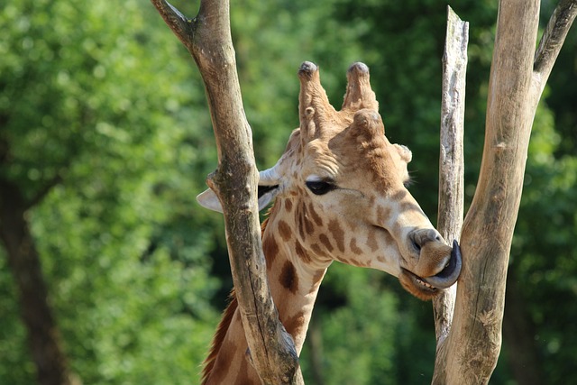 长颈鹿 动物园 普朗肯达尔 - 上的免费照片