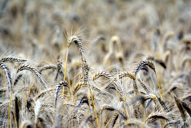粮食 黑麦 长钉 - 上的免费照片