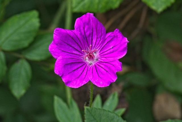 沼泽Cranesbill 天竺葵Palustre 起重机法案 - 上的免费照片