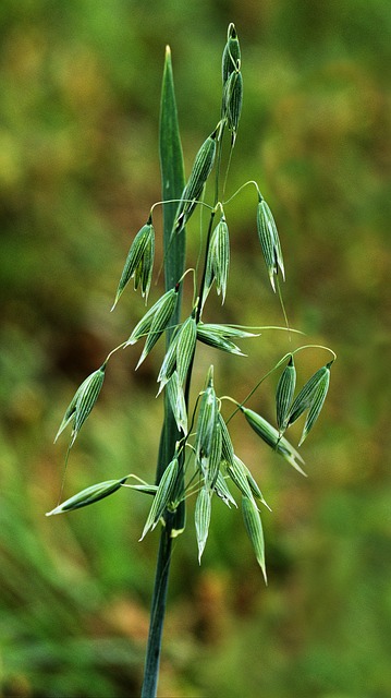 燕麦 粮食 长钉 - 上的免费照片