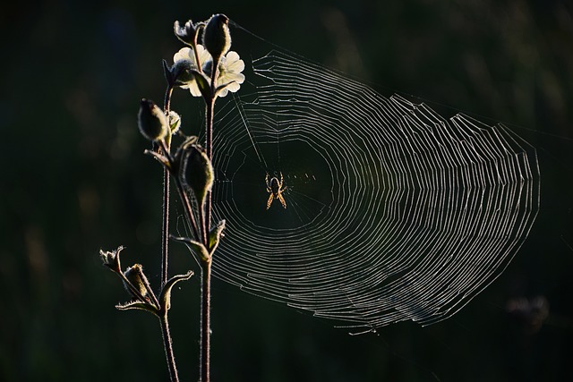 蜘蛛 Web 自然 - 上的免费照片