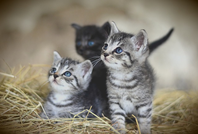 猫 幼兽 小猫 - 上的免费照片
