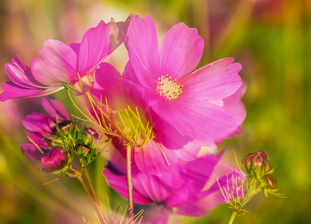 Cosmea 花 双重接触 - 上的免费照片