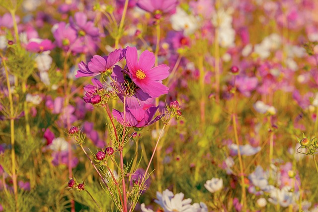 Cosmea 花 盛开 - 上的免费照片