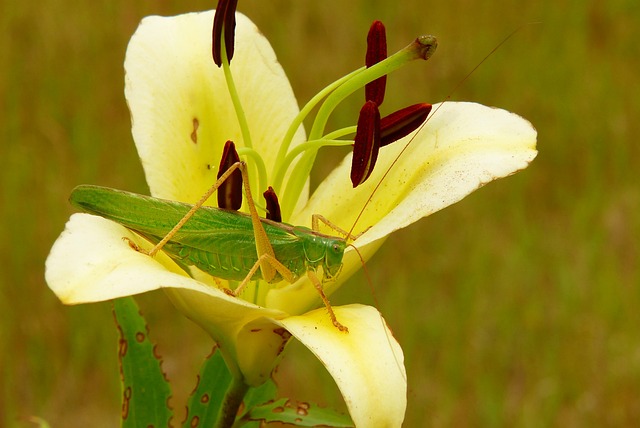 绿色的蚂蚱 女性 昆虫 - 上的免费照片