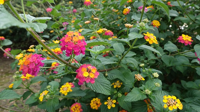 马缨丹 夏季花卉 美丽的 - 上的免费照片