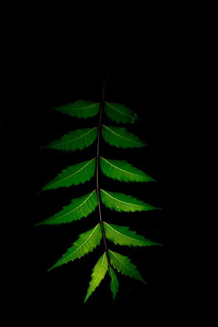 护肤 粉刺 自然 - 上的免费照片