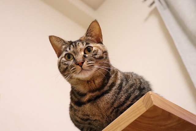 猫咪 猫 宠物 - 上的免费照片