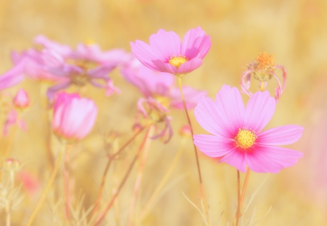 Cosmea 花 盛开 - 上的免费照片