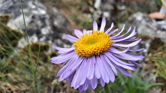自然 花 Astra - 上的免费照片