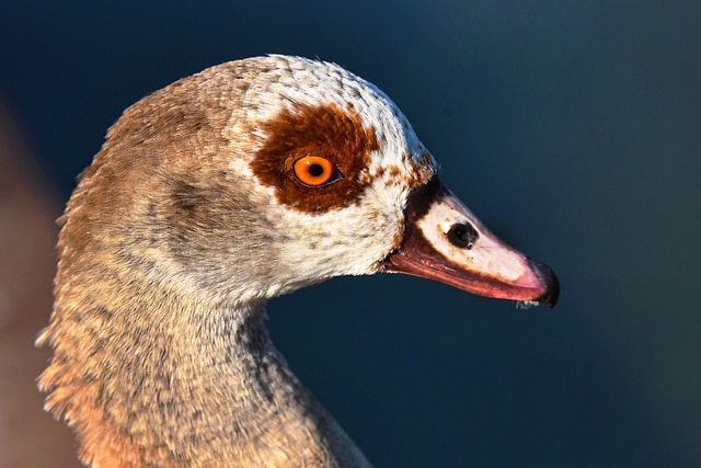 尼罗河鹅 鸭 鸟 - 上的免费照片
