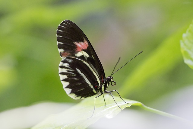 动物 蝴蝶 电车站 - 上的免费照片