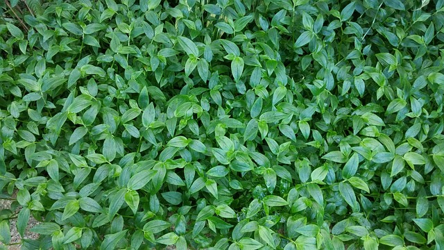 蓝色的传送带 绿色 花园 - 上的免费照片