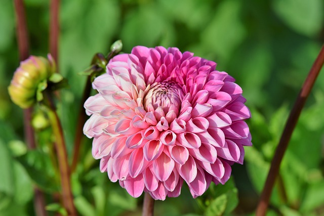 大丽花 大丽花蕾 花 - 上的免费照片